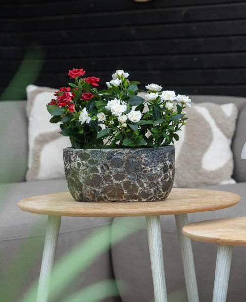 Eine künstliche Terrassenrose 35 cm creme UV steht auf einem runden Holztisch vor einem beigen Sofa mit gemusterten Kissen.