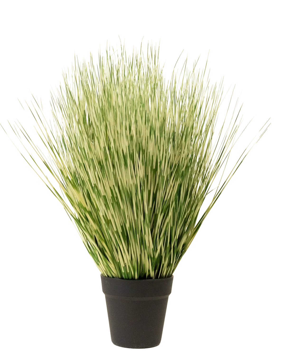 Die Kunstrasenpflanze Zebra 55 cm hat lange, dünne grün-weiß bunte grasähnliche Blätter in einem einfachen schwarzen Topf vor einem schlichten weißen Hintergrund.