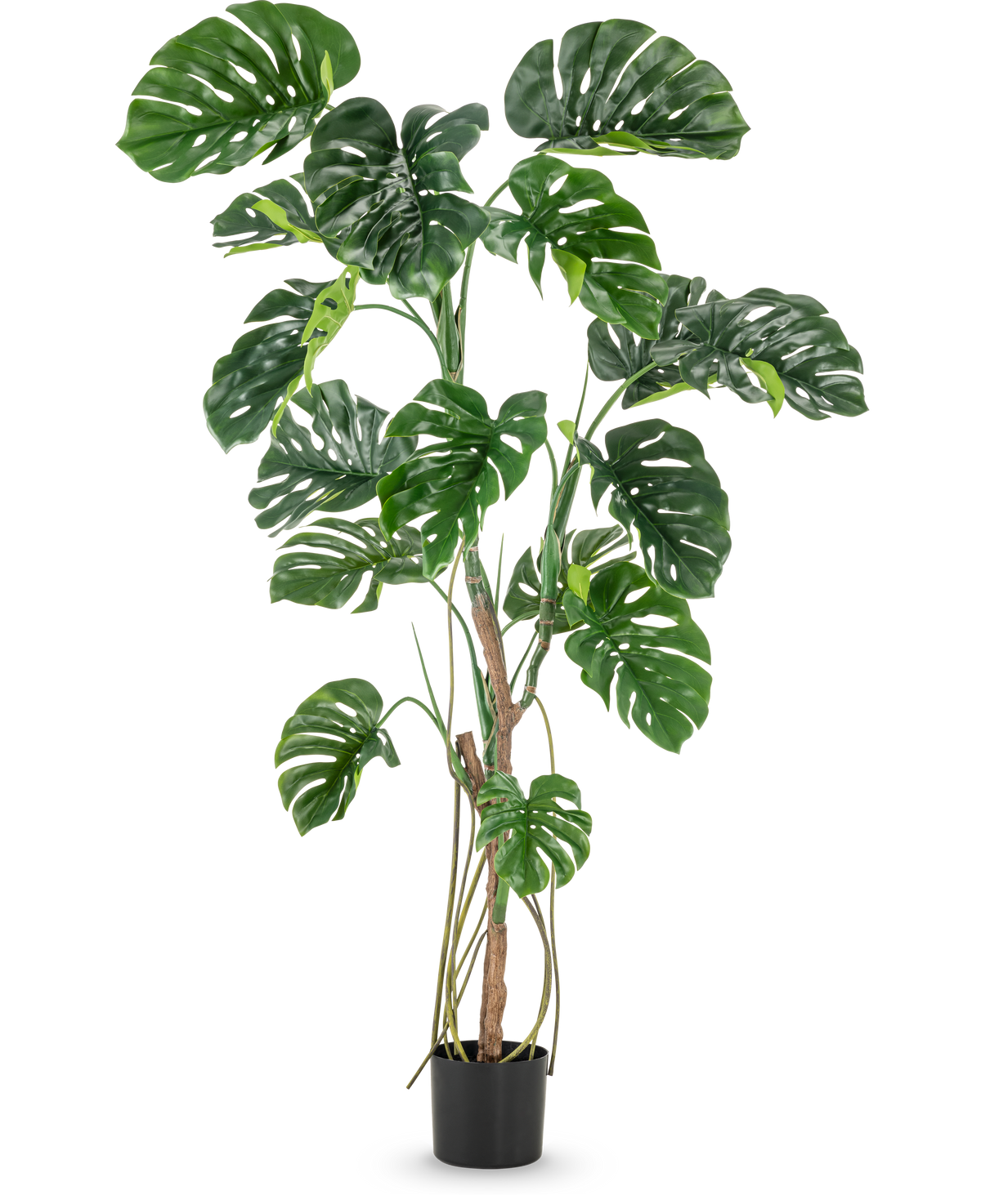 Die Kunstpflanze Monstera 180 cm ist eine hohe Kunstpflanze mit großen, glänzenden, gespaltenen grünen Blättern in einem kleinen schwarzen Topf, dargestellt vor einem schlichten weißen Hintergrund.