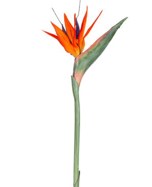Die Kunstblume Strelitzia 86 cm rot/lila hat leuchtend rote und violette Blütenblätter an einem langen grünen Stiel und präsentiert sich als einzelne, wartungsfreie Kunstblume isoliert vor einem weißen Hintergrund.