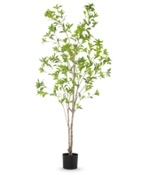 Die Kunstpflanze Pieris Japonica 180 cm ist ein hoher Kunstbaum in einem Topf mit mehreren schlanken braunen Stämmen und üppig grünen Blättern vor einem schlichten weißen Hintergrund.