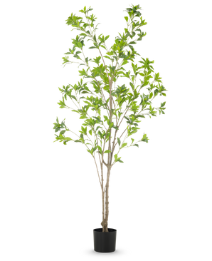 Die Kunstpflanze Pieris Japonica 180 cm ist ein hoher Kunstbaum in einem Topf mit mehreren schlanken braunen Stämmen und üppig grünen Blättern vor einem schlichten weißen Hintergrund.