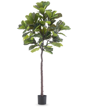 Die Kunstpflanze Ficus Tabakpflanze Deluxe 215 cm ist eine hohe Kunstfeige mit großen grünen Blättern und einem schlanken braunen Stamm, in einem schlichten schwarzen Topf vor einem schlichten weißen Hintergrund.