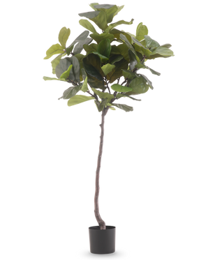 Die Kunstpflanze Ficus Tabakpflanze Deluxe 180 cm ist eine hohe Kunstpflanze mit großen, glänzend grünen Blättern und einem schlanken braunen Stamm vor einem schlichten weißen Hintergrund.