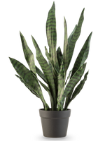 Die Kunstpflanze Sansevieria Zeylanica 71 cm hat lange, aufrechte grüne Blätter mit dunklen Querstreifen, in einem schlichten dunkelgrauen Topf vor einem schlichten weißen Hintergrund.