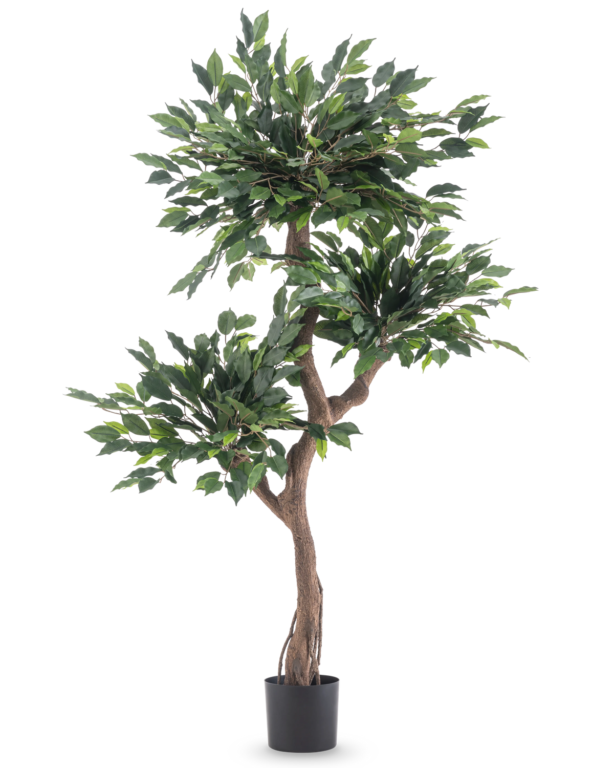 Die Kunstpflanze Ficus Crazy 150 cm ist ein hoher Kunstbaum mit drei Büscheln dichter grüner Blätter und einem gedrehten braunen Stamm in einem schlichten schwarzen Topf vor weißem Hintergrund.