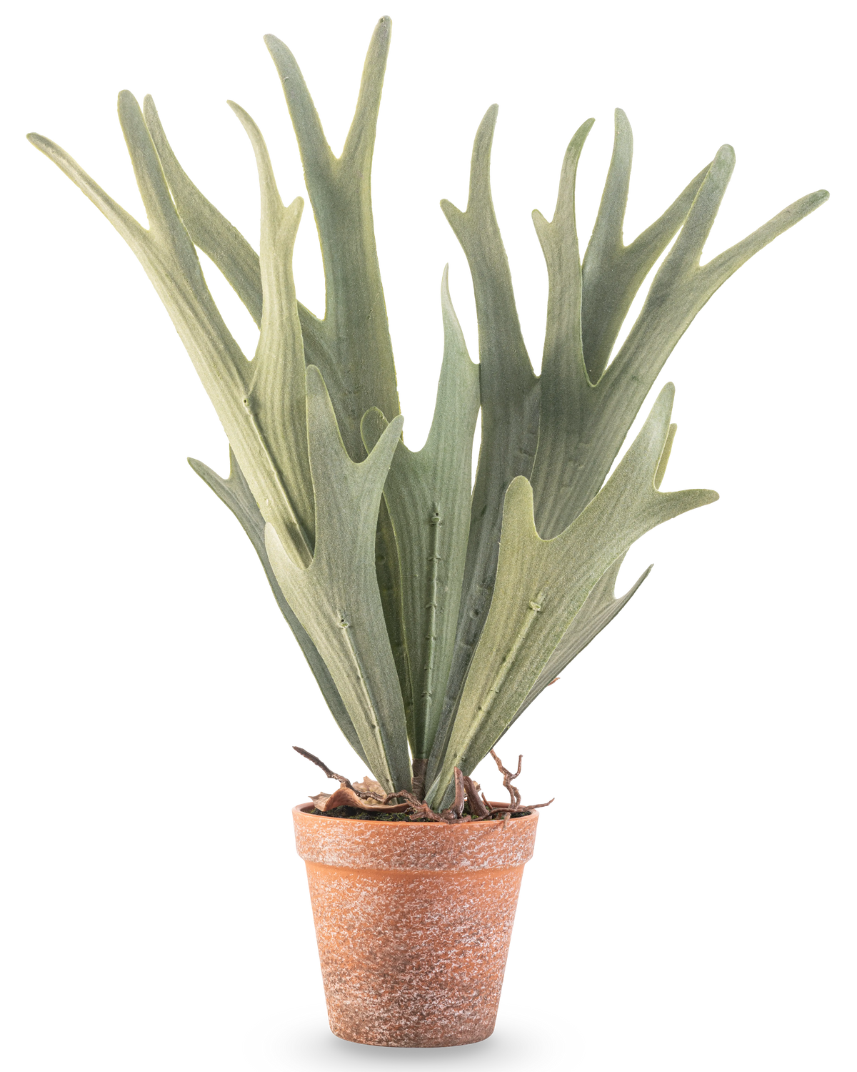 Der künstliche Farn-Hirschhorn 43 cm hat naturgetreue grüne, geweihförmige Blätter in einem kleinen Terrakottatopf auf weißem Hintergrund.