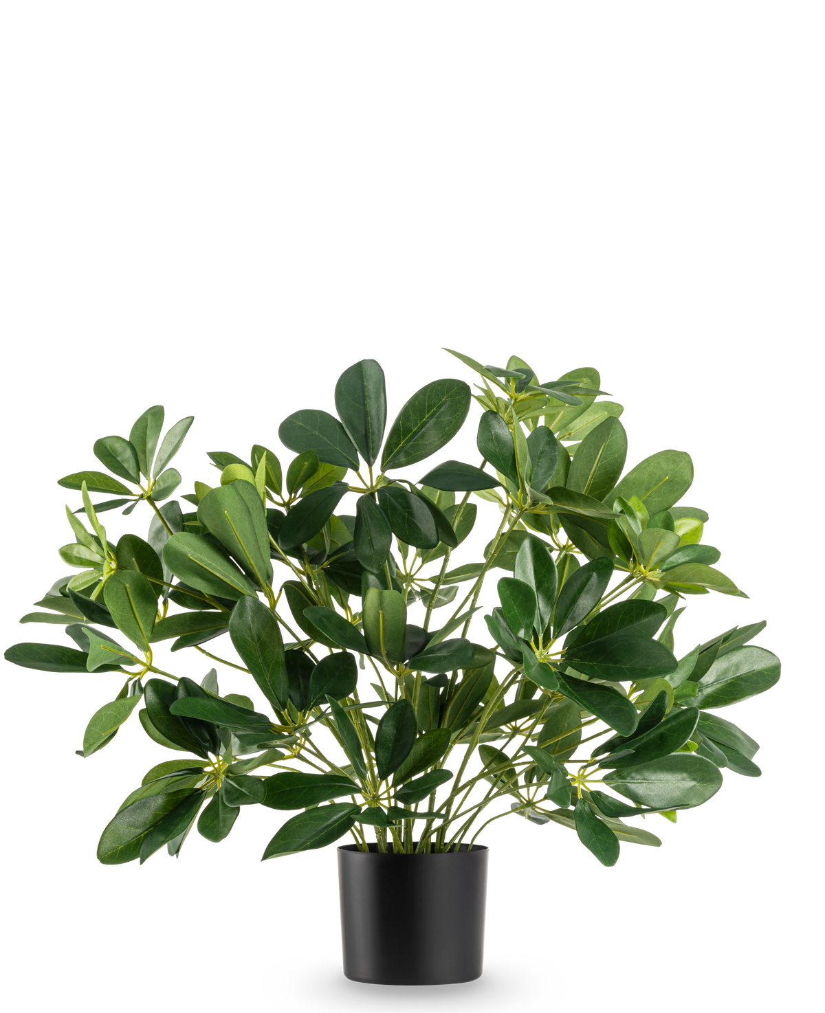 Die Kunstpflanze Baby Schefflera UV 45 cm hat breite, glänzende Blätter und wird in einem schlichten schwarzen Topf vor einem schlichten weißen Hintergrund geliefert.