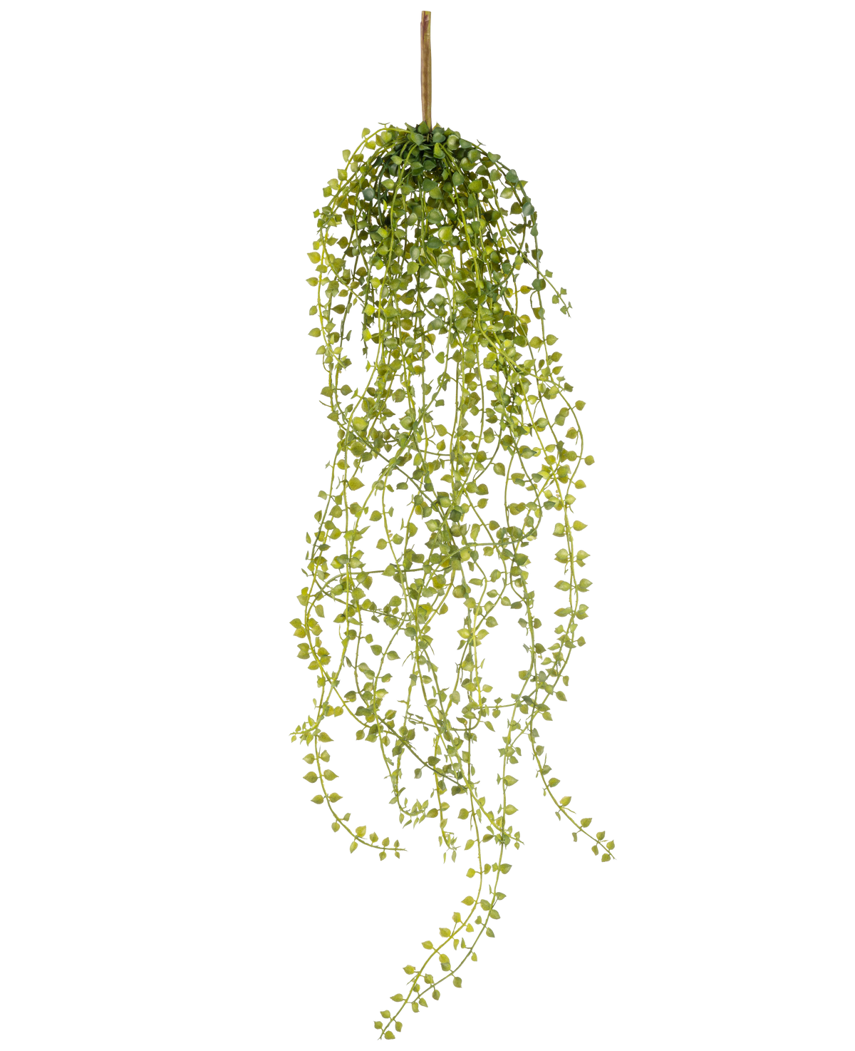 Die künstliche Hängepflanze Jasmin 63 cm ist eine künstliche Hängepflanze mit langen, hängenden Stielen aus kleinen, runden grünen Blättern, die an einem einzelnen braunen Stiel vor einem weißen Hintergrund hängen.