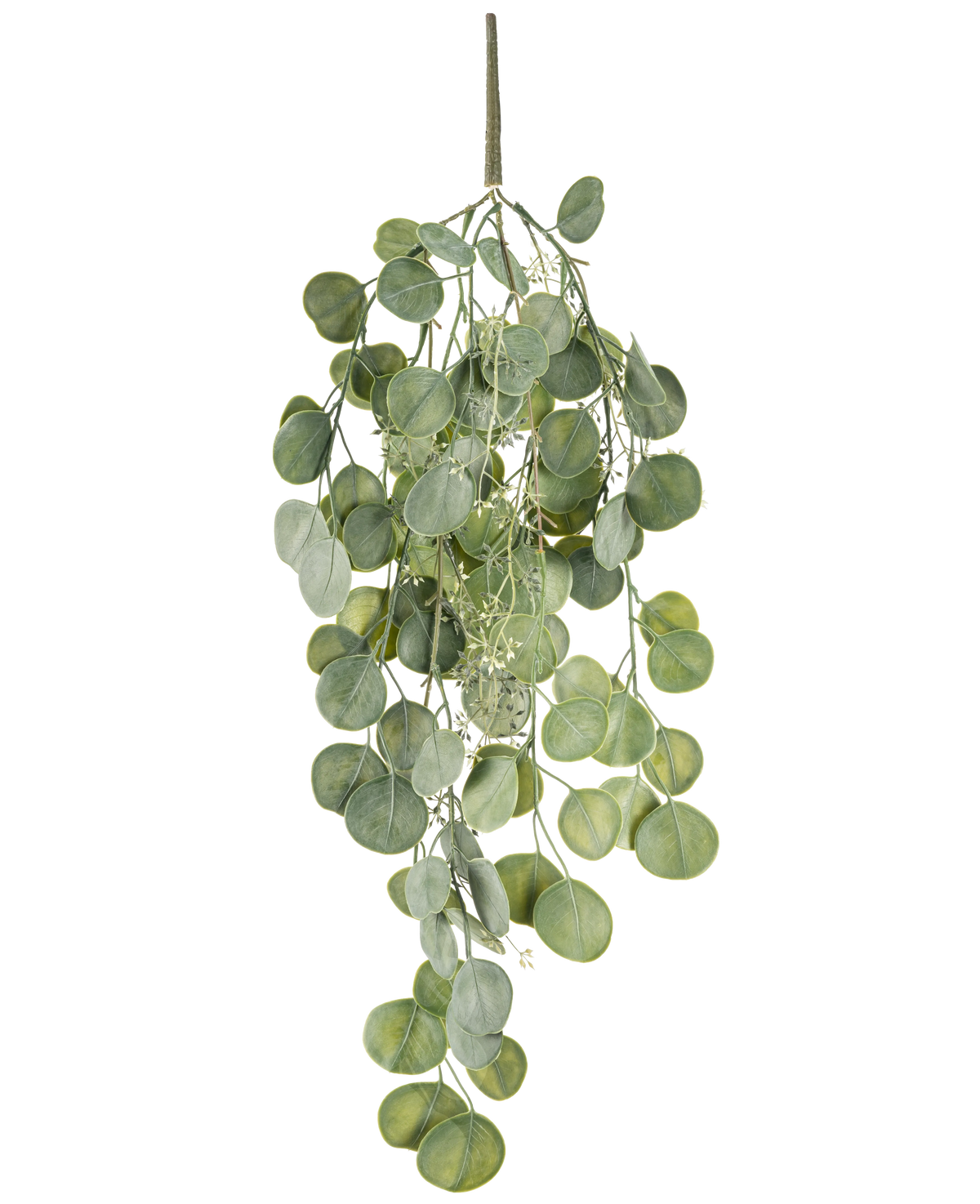 Die künstliche Hängepflanze Eukalyptus 73 cm hat runde grüne Blätter an mehreren Stielen, die anmutig vor einem weißen Hintergrund hängen.