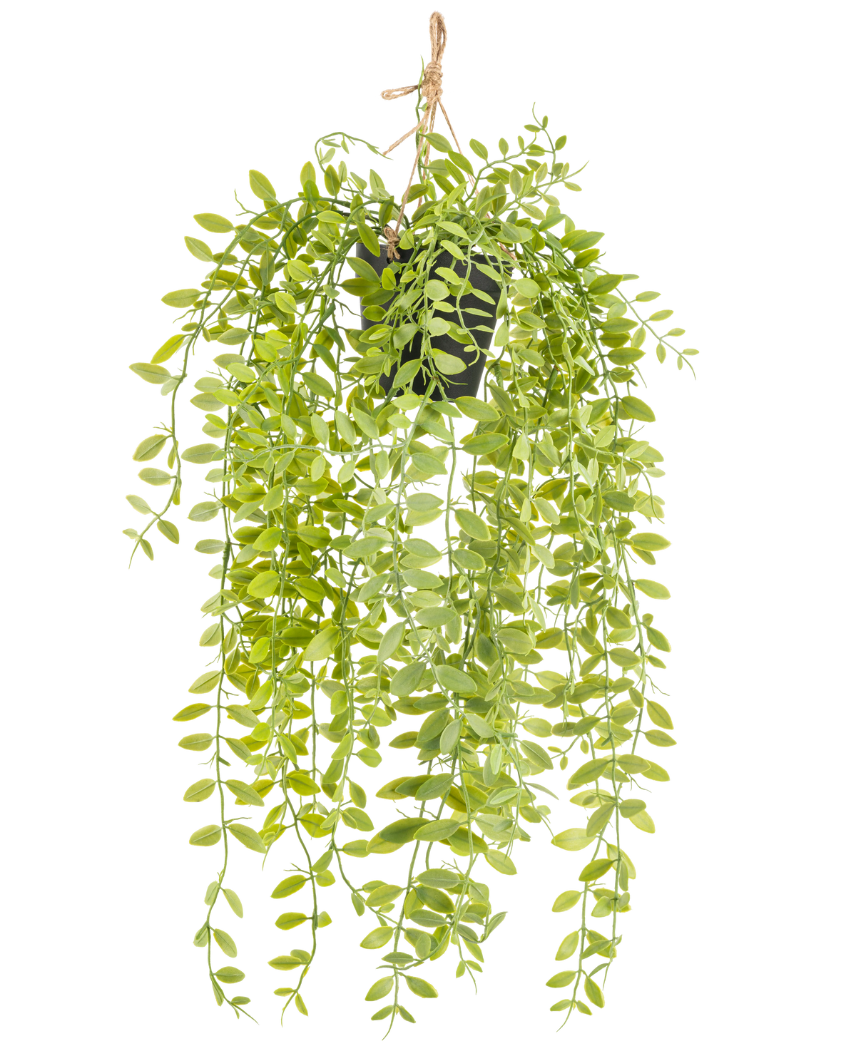 Die künstliche Hängepflanze Pumila im 55-cm-Topf hat lange, hängende Stängel mit kleinen, ovalen, grünen Blättern, in einem schwarzen Topf mit Seil vor weißem Hintergrund.