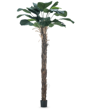 Eine künstliche Pflanze Licuala Grandis 220 cm künstliche Palme mit großen Blättern.