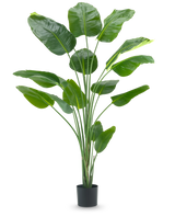 Die Kunstpflanze Strelitzia 210 cm Real Touch hat lange, schlanke Stängel und große, glänzend grüne Blätter vor einem schlichten weißen Hintergrund.