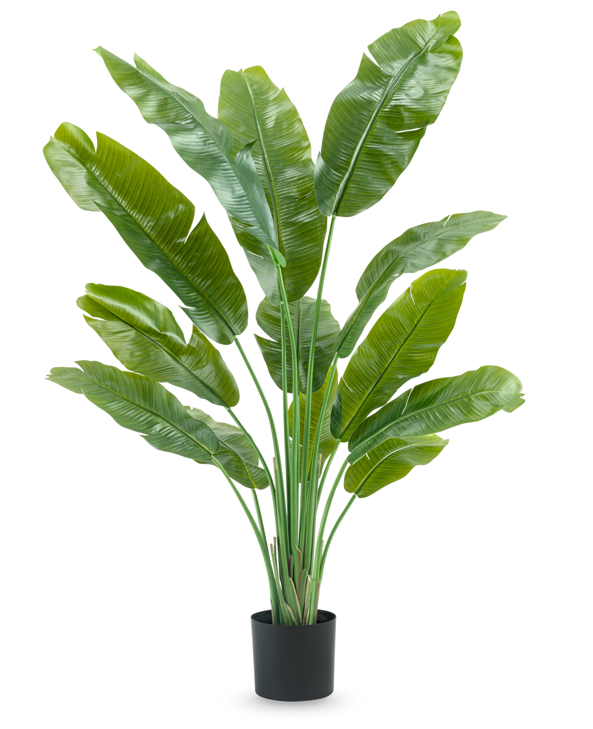 Die Kunstpflanze Strelitzia Nicolai Deluxe 165 cm hat hohe, breite grüne Blätter in einem schwarzen Topf vor weißem Hintergrund – perfekt als grüne Kunstpflanze für Ihr Interieur.