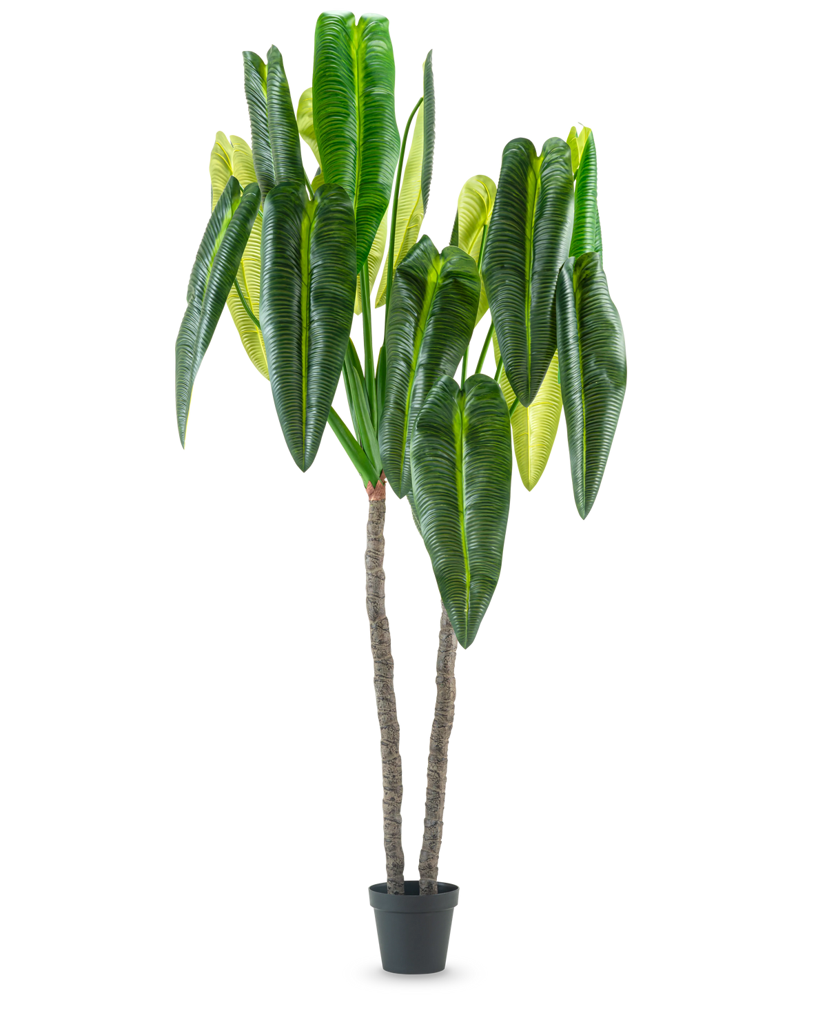 Die Kunstpflanze Anthurium 240 cm ist eine hohe Kunstpflanze im Topf mit zwei braunen Stielen und großen, länglichen grünen Blättern vor einem schlichten weißen Hintergrund.
