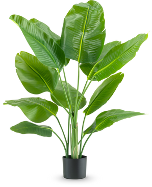 Die Kunstpflanze Strelitzia Real Touch Deluxe 120 cm hat breite, glänzend grüne Blätter an langen Stielen, in einem schlichten schwarzen Topf und vor einem schlichten weißen Hintergrund.