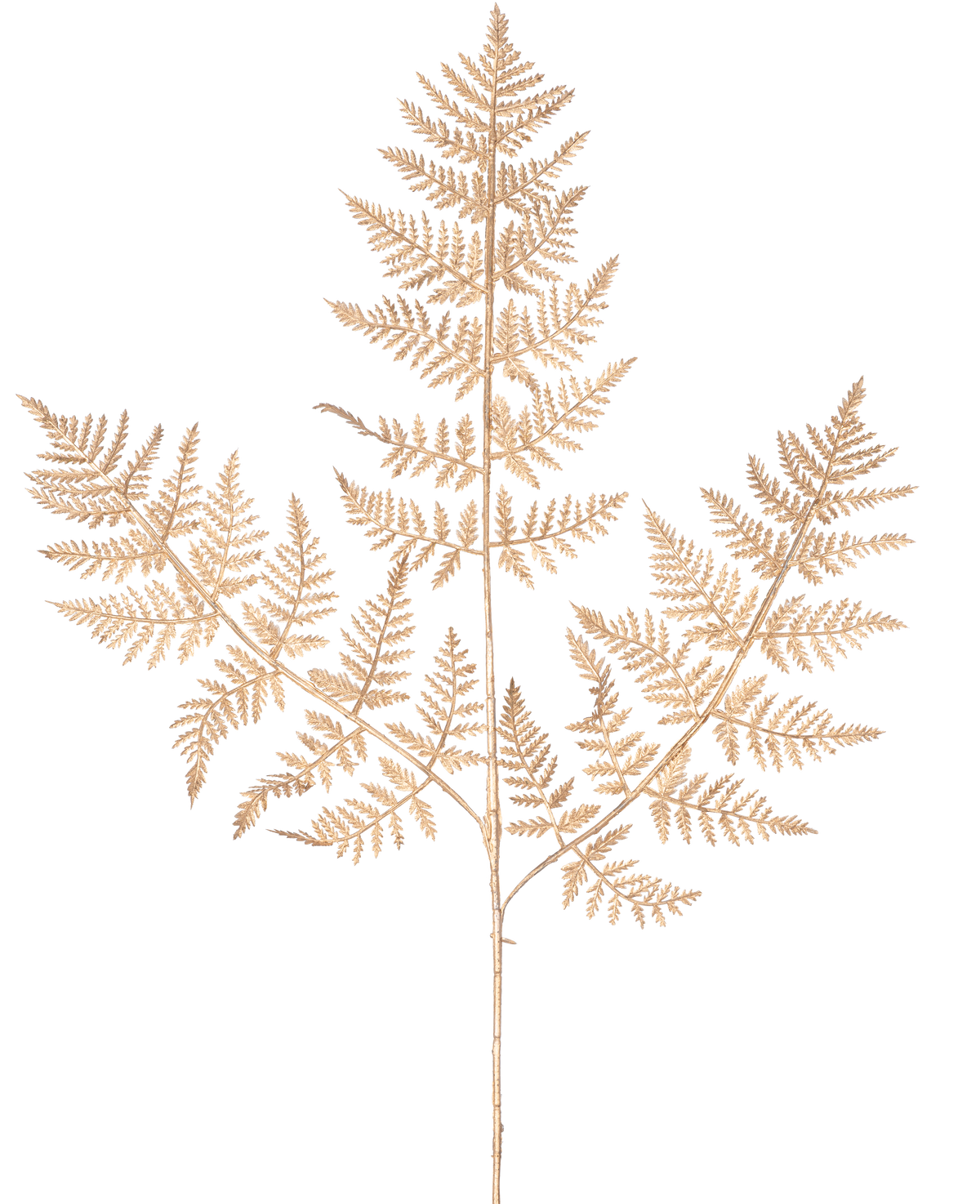 Der künstliche Astfarn 78 cm gold besteht aus einem zarten, getrockneten Farnzweig mit dünnen, komplizierten hellbraunen Blättern in einem detaillierten Spitzenmuster, der elegant vor einem schlichten weißen Hintergrund zur Geltung kommt.