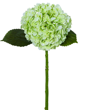 Die künstliche Hortensie „Annabelle“ Real Touch Green 55 cm hat eine einzelne hellgrüne Hortensienblüte mit einem runden Blütenstand, zwei dunkelgrünen Blättern und einem langen Stiel, alle isoliert auf einem weißen Hintergrund.