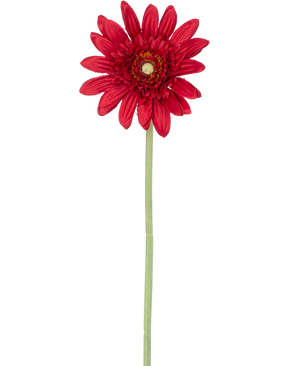 Die künstliche Blumen-Gerbera 53 cm rot besteht aus einer einzelnen roten Gerbera mit geschichteten Blütenblättern und einem gelben Herzen auf einem langen grünen Stiel vor einem schlichten weißen Hintergrund.