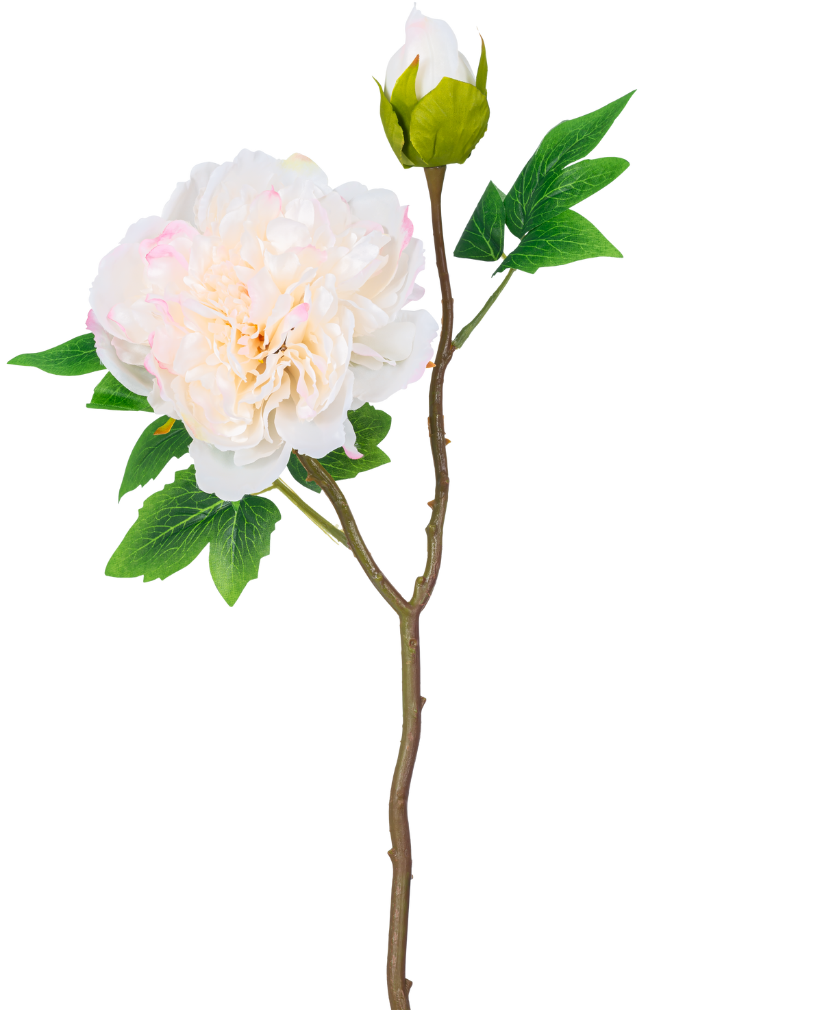 Ein einzelner Stiel der künstlichen Pfingstrose 50 cm weiß hat eine große, weiße Pfingstrosenblüte in voller Blüte, eine geschlossene Knospe und grüne Blätter vor einem schlichten weißen Hintergrund.