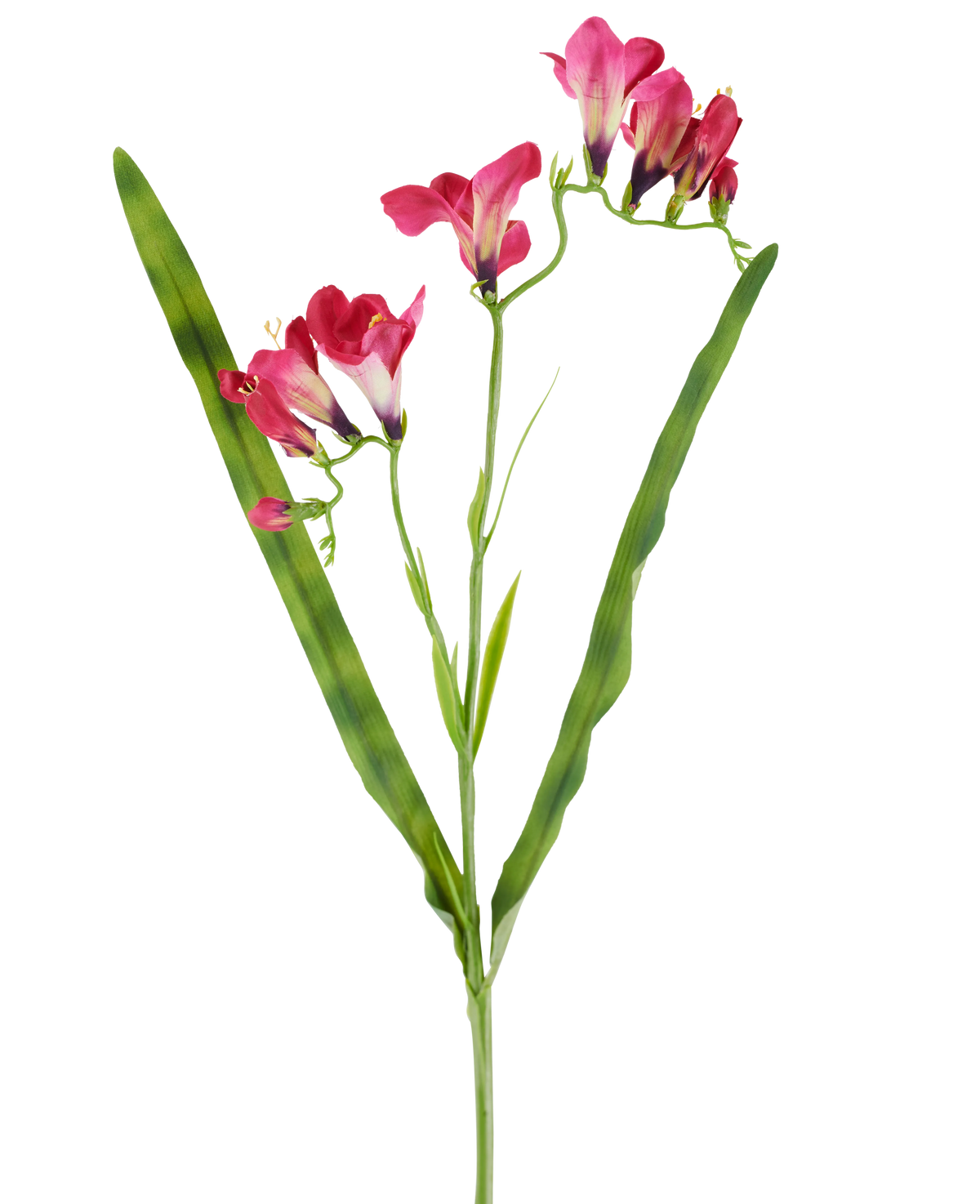 Eine künstliche Blume: 56 cm große Freesie in Fuchsia mit leuchtend fuchsiafarbenen Blüten und zwei langen, schlanken grünen Blättern, dargestellt auf weißem Hintergrund.