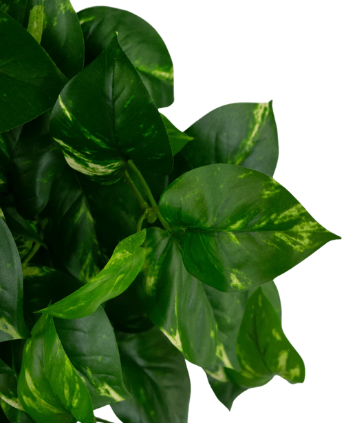 Herzförmige grüne Blätter mit gelblichen Markierungen auf der 60 cm großen UV-Pothos-Pflanze Art Hanging Gold Vine, abgebildet vor einem schlichten weißen Hintergrund.