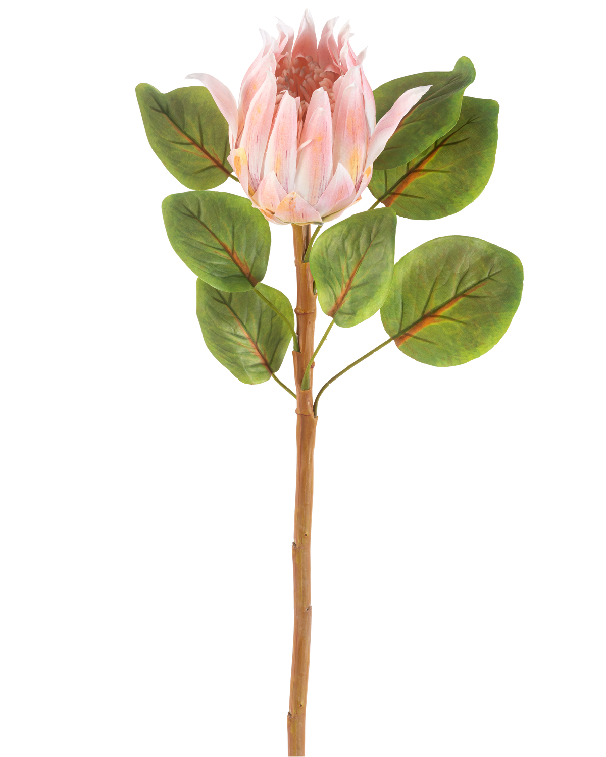 Die künstliche Blume Protea 65 cm rosa ist eine einzelne künstliche rosa Protea-Blume mit großen grünen Blättern und einem langen braunen Stiel vor einem schlichten weißen Hintergrund.