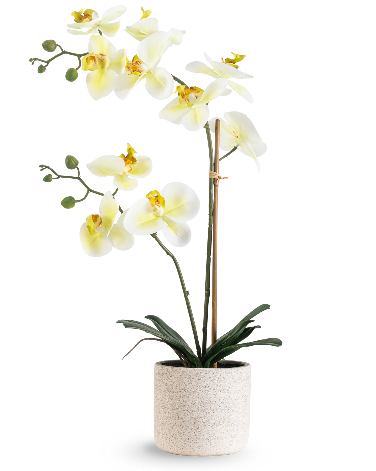 Die künstliche Orchidee Real Touch 60 cm grün/weiß hat weiße Blüten mit einem hellgelben Herzen und grünen Knospen, getragen von Bambus in einem schlichten cremefarbenen gesprenkelten Topf, vor einem weißen Hintergrund.