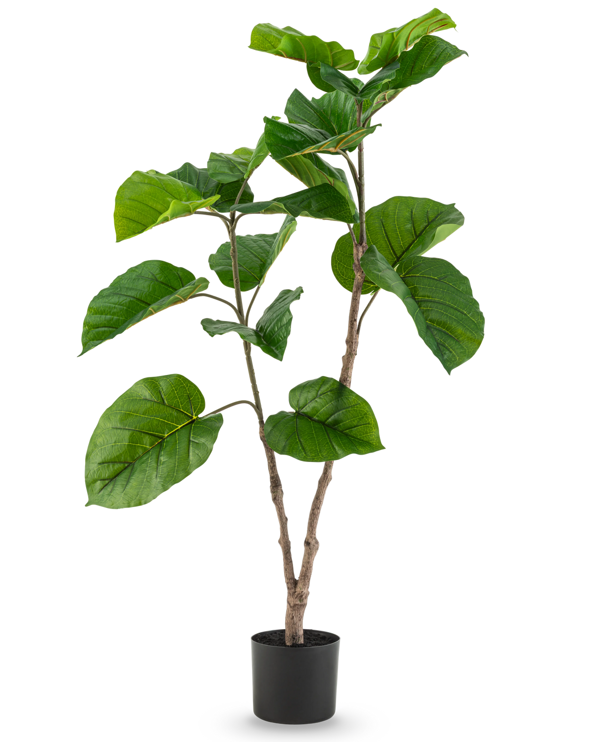 Die Kunstpflanze Ficus Rumphii 120 cm ist eine hohe Kunstpflanze mit breiten, glänzend grünen Blättern und mehreren Zweigen, in einem schlichten schwarzen Topf vor einem schlichten weißen Hintergrund.