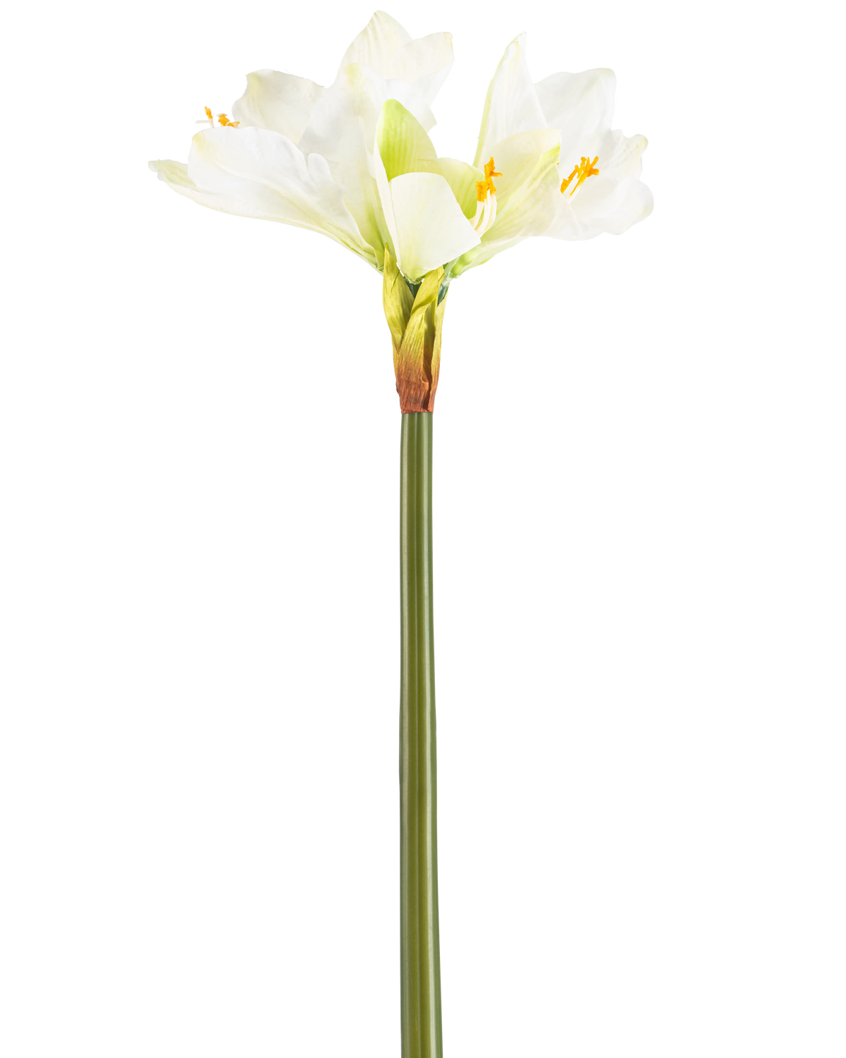 Die Kunstblume Amaryllis Real Touch weiß 66 cm hat einen hohen grünen Stiel mit einer Reihe großer weißer Amaryllisblüten an der Spitze vor einem schlichten weißen Hintergrund.