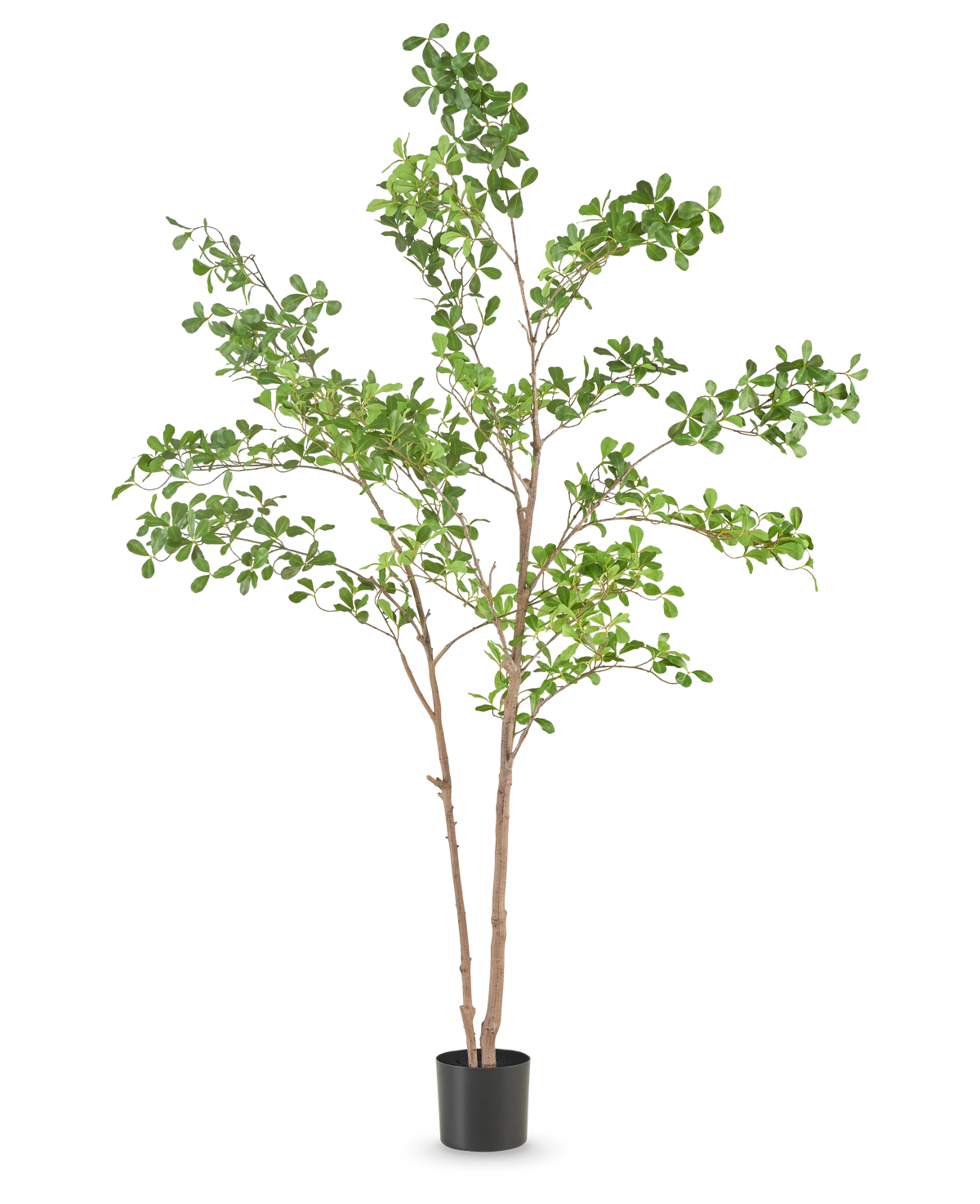 Die Kunstpflanze Terminalia Catappa 150 cm ist ein hoher Kunstbaum mit schlanken braunen Zweigen und grünen Blättern in einem schlichten schwarzen Topf vor einem schlichten weißen Hintergrund.