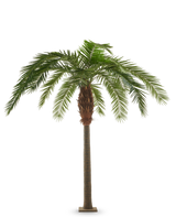 Künstliche Kanarienpalme 260 cm, eine künstliche Kanarienpalme mit einem hohen, schlanken Stamm und einem breiten Blätterdach aus grünen, gefiederten Blättern.