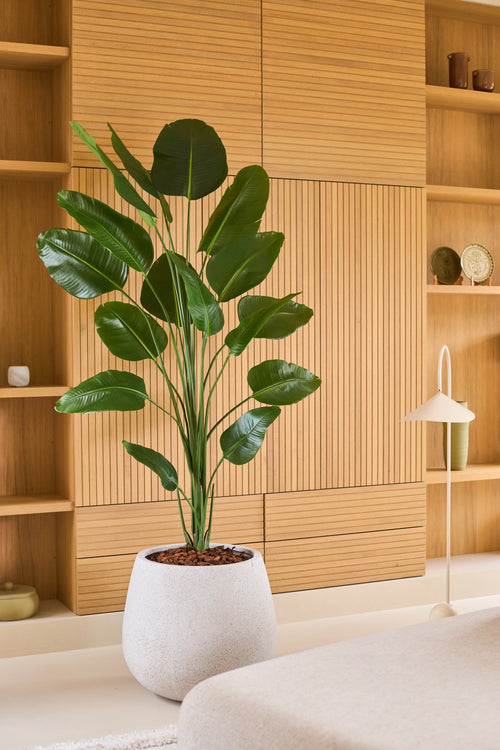 Eine künstliche Strelitzia-Pflanze von 210 cm mit realistischer Optik, in einem weißen Topf, steht vor hellen Holzeinbauregalen und -schränken in einem modernen, minimalistischen Wohnraum. Diese stilvolle, pflegeleichte Kunstpflanze verleiht dem Raum ein realistisches und pflegeleichtes Aussehen.