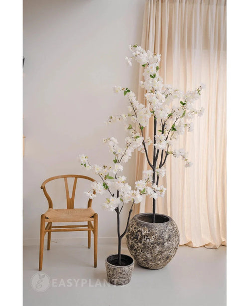 Ein minimalistischer Raum mit einem Holzstuhl, beigen Vorhängen und zwei künstlichen Kirschblüten 120 cm weiß mit weißen Blüten in einem Topf – einer in einem grauen Topf mit Struktur und der andere in einem schwarzen Topf.