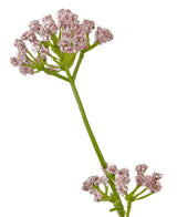 Der 120 cm große, feuerhemmende Kunstrasen-Lauchblumen-Zwiebelgrastopf hat einen einzelnen grünen Stiel mit Büscheln kleiner, zartrosa Blüten vor einem weißen Hintergrund.