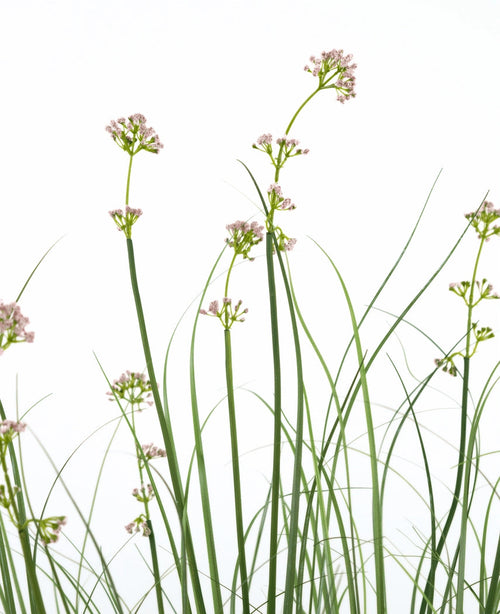 Der Kunstrasen-Lauchblumen-Zwiebel-Grastopf 120 cm hat hohe, schlanke grüne Stiele mit Büscheln hellrosa Blüten und grasähnlichen Blättern. Diese künstliche Pflanze ist feuerhemmend und wird für ein natürliches Aussehen in einem eleganten Topf geliefert.