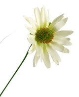 Ein einzelner Chrysanthemen-Zwiebeltopf aus Kunstrasen, 60 cm hoch, mit feuerhemmenden Eigenschaften; Eine künstliche weiße Gänseblümchenblume auf einem langen grünen Stiel, isoliert auf weißem Hintergrund.