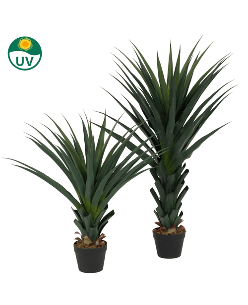 Die Kunstpflanze Agave Pandora UV 85 cm besteht aus zwei künstlichen Agavenpflanzen mit dunkelgrünen, stacheligen Blättern in einem schwarzen Topf. In der oberen linken Ecke befindet sich ein UV-Schutz-Symbol auf weißem Hintergrund.