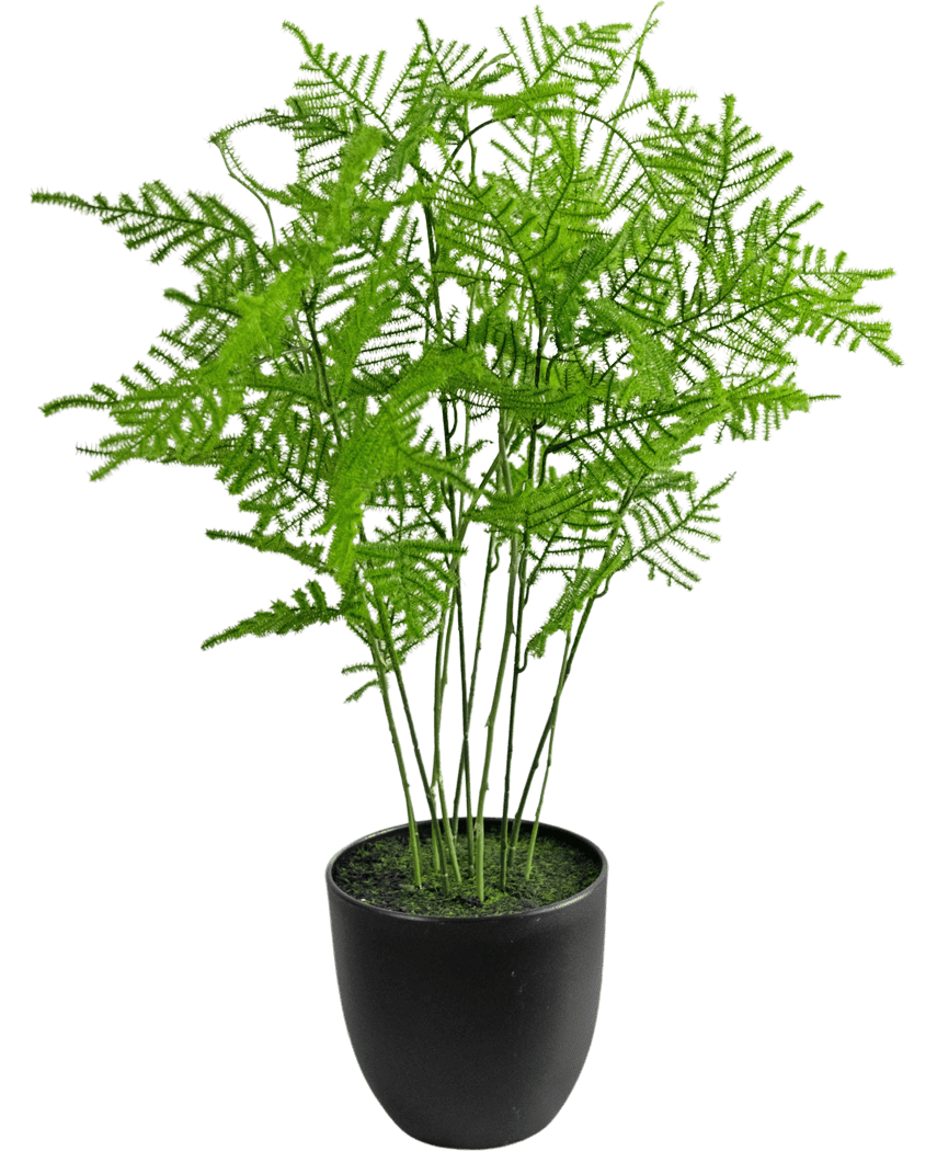Die Kunstpflanze Spargel 59 cm hat üppige, zartgrüne Blätter in einem eleganten schwarzen Topf vor einem frischen weißen Hintergrund.