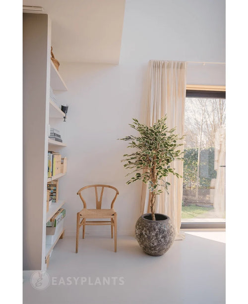 Ein heller, minimalistischer Raum mit einem Holzstuhl neben der Kunstpflanze Ficus bunt 150 cm, transparenten Vorhängen, einem großen Fenster und einem weißen Bücherregal mit Büchern und Deko. Das Sonnenlicht fällt sanft durch das Fenster.