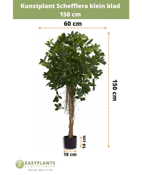 Das künstliche Schefflera-Kleinblatt 150 cm hat kleine Blätter in einem dekorativen Topf, ist 150 cm hoch, 60 cm breit, bei einer Topfhöhe von 14 cm und einem Durchmesser von 18 cm. Die Maße werden mit Pfeilen angezeigt.