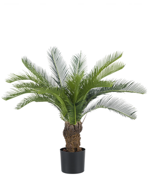 Die künstliche Cycaspalme 80 cm hat einen langen, gebogenen grünen Palmfarn und einen dicken, strukturierten Stamm. Die Pflanze steht in einem einfachen schwarzen Topf vor einem schlichten weißen Hintergrund.
