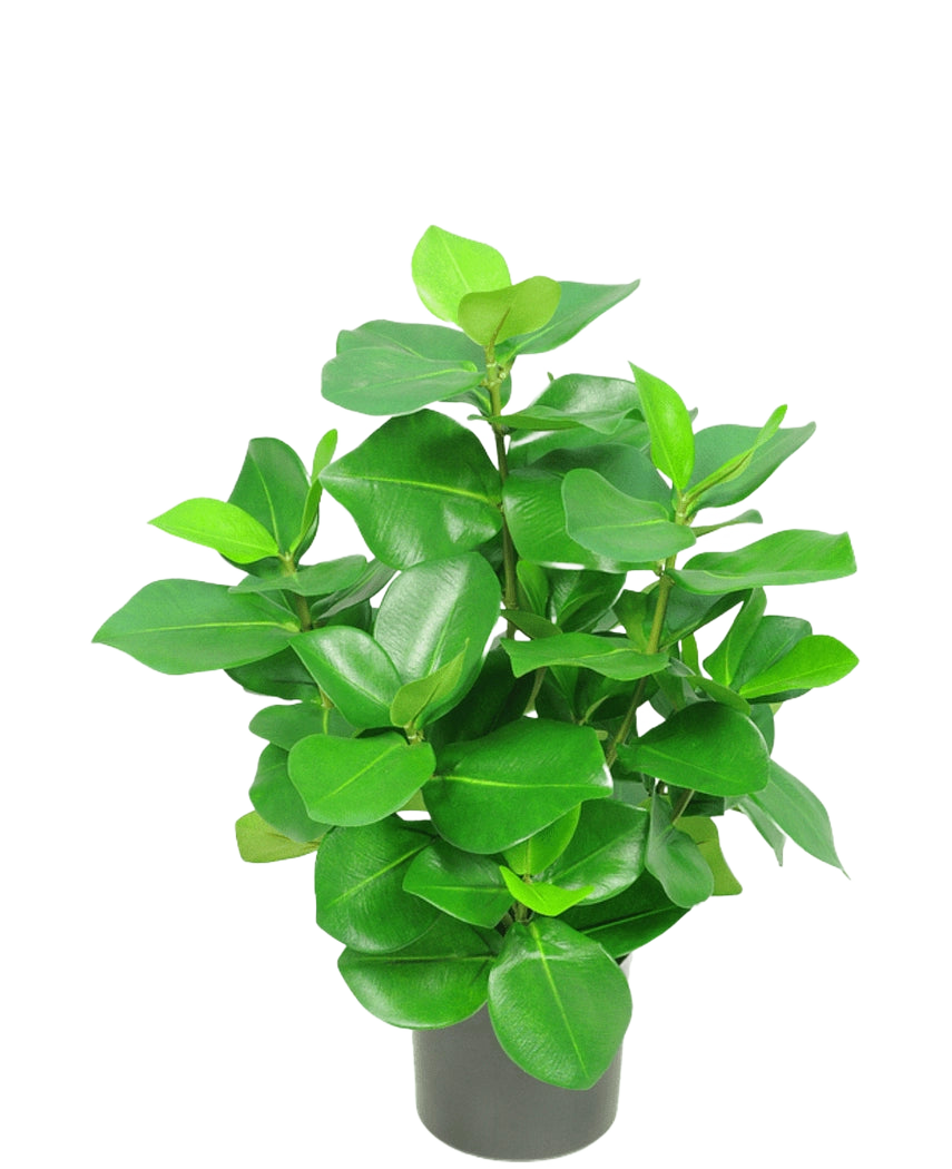 Die Kunstpflanze Clusia 45 cm hat dicke, glänzende, ovale grüne Blätter vor einem schlichten weißen Hintergrund.