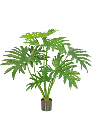 Die Kunstpflanze Philodendron 80 cm ist eine Kunstpflanze mit großen, geteilten grünen Blättern in einem kleinen schwarzen Topf, dargestellt vor einem schlichten weißen Hintergrund.