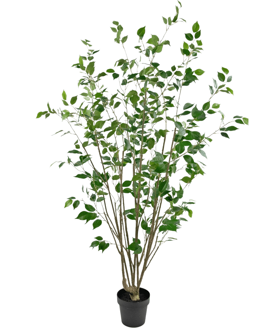 Die Kunstpflanze Ficus 180 cm ist ein hoher Kunstbaum im Topf mit mehreren schlanken braunen Stämmen und dichten grünen Blättern vor einem schlichten weißen Hintergrund.