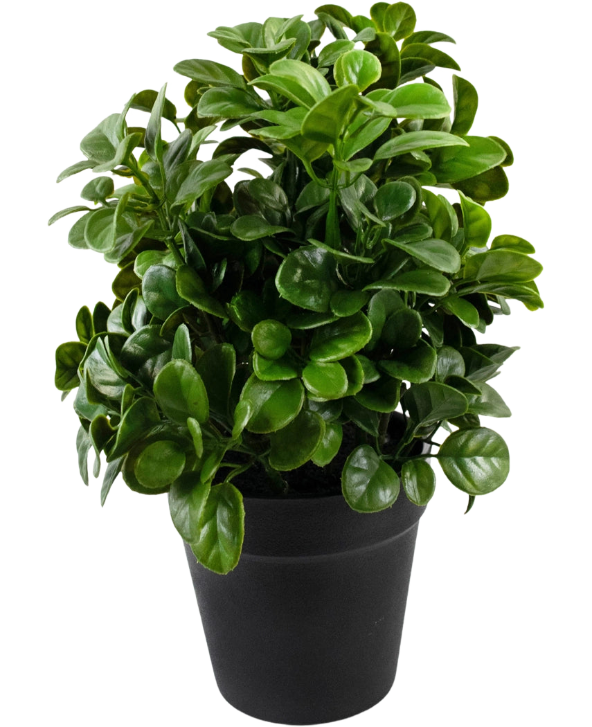 Die künstliche Petunie 24 cm hat dichte, runde, glänzend grüne Blätter an kurzen Stielen, angeordnet in einem einfachen schwarzen Topf und vor einem schlichten weißen Hintergrund.