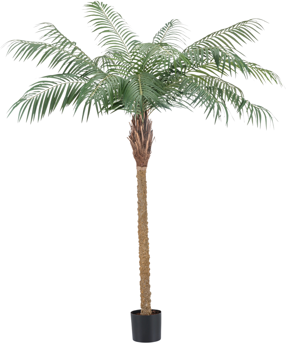 Die Kunstpflanze Phönixpalme De Luxe 180 cm hat federleicht grüne Blätter und einen braunen Stamm mit Struktur in einem kleinen schwarzen Topf und bringt tropische Atmosphäre in jeden Raum.