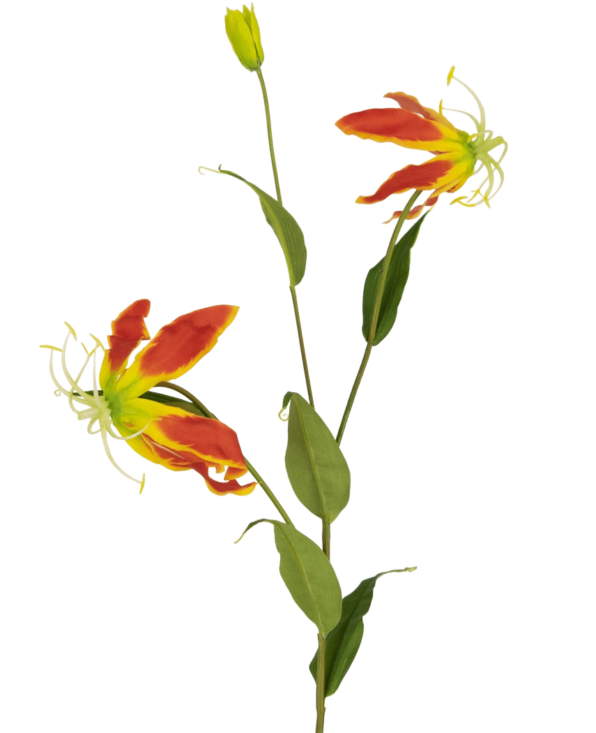 Die Kunstblume Gloriosa 81 cm rot/gelb hat zwei offene rote und gelbe Gloriosa-Lilienblüten, eine geschlossene Knospe und eine Reihe langer grüner Blätter, alles vor einem schlichten weißen Hintergrund.