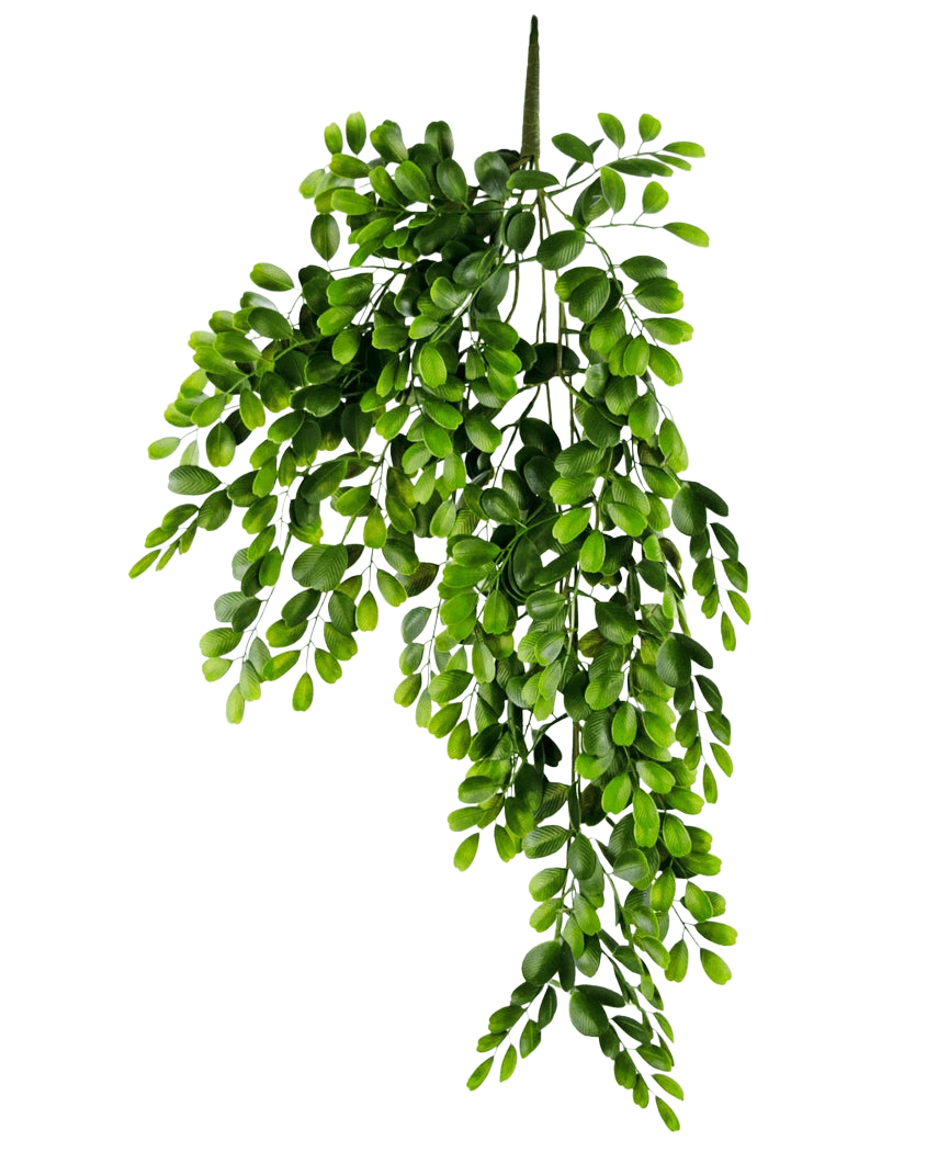 Die künstliche Hängepflanze Pumila 86 cm ist ein realistischer künstlicher Zweig mit mehreren Stielen aus kleinen, hellgrünen ovalen Blättern, die üppig und kaskadierend auf einem schlichten weißen Hintergrund erscheinen.