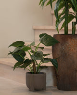Auf einem hellen Holzboden in der Nähe der Treppe ruht eine Topfpflanze mit großen, herzförmigen Blättern. Daneben steht die Kunstpflanze Alocasia Cucullata UV 53 cm in einem Topf mit brauner Struktur.